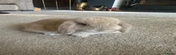 Degus rodents for sale: Mini lop babies  - Advert 4