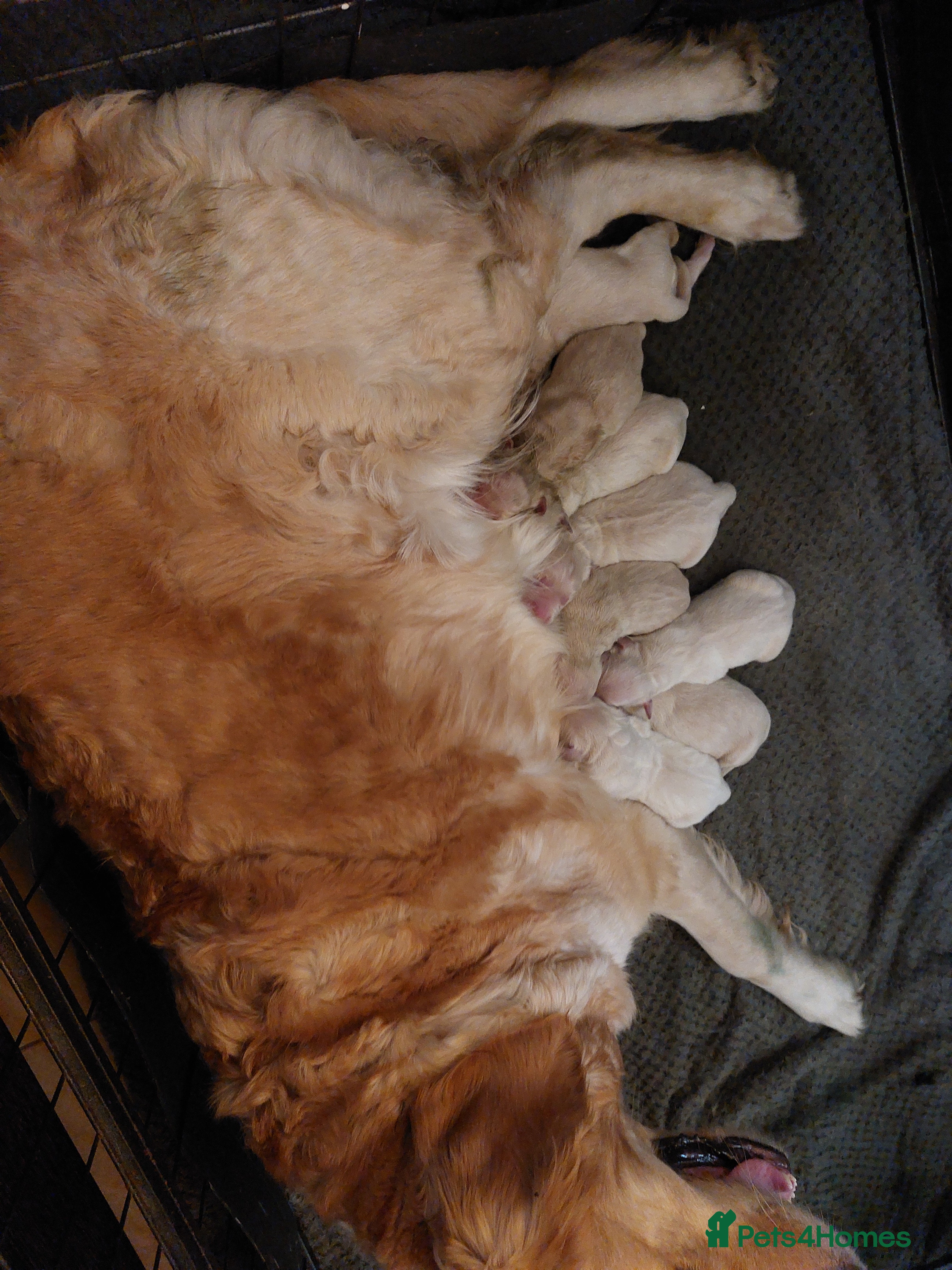 Golden Retriever dogs Gorgeous Golden Retriever Puppies KC Registered  - Advert 1