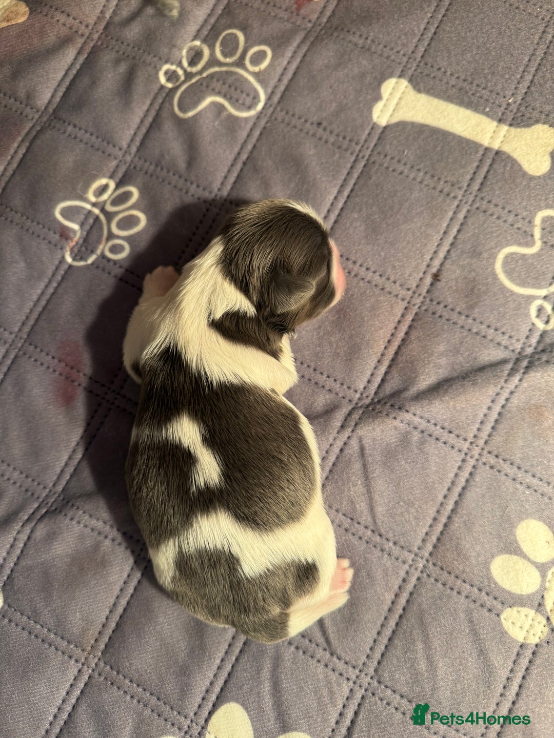 Shih Tzu dogs for sale: Imperial Shih-Tzu Puppies - Advert 8