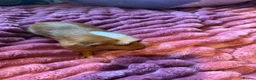 Guinea Pig rodents for sale: 2 females and 4 males for sale  - Advert 7