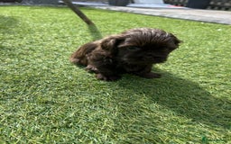 Shih Tzu dogs for sale: Stunning solid KC chocolate puppies  - Image 3
