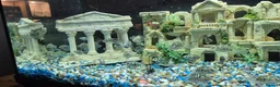 Cichlids fish for sale: Polar blue parrots in Aylesbury - Advert 11