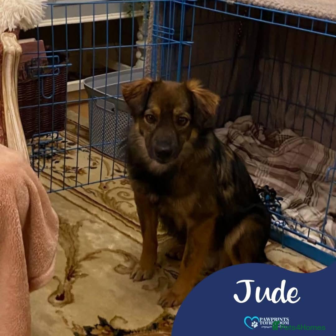 Mixed Breed dogs Meet Jude, currently residing in Basingstoke  - Advert 8