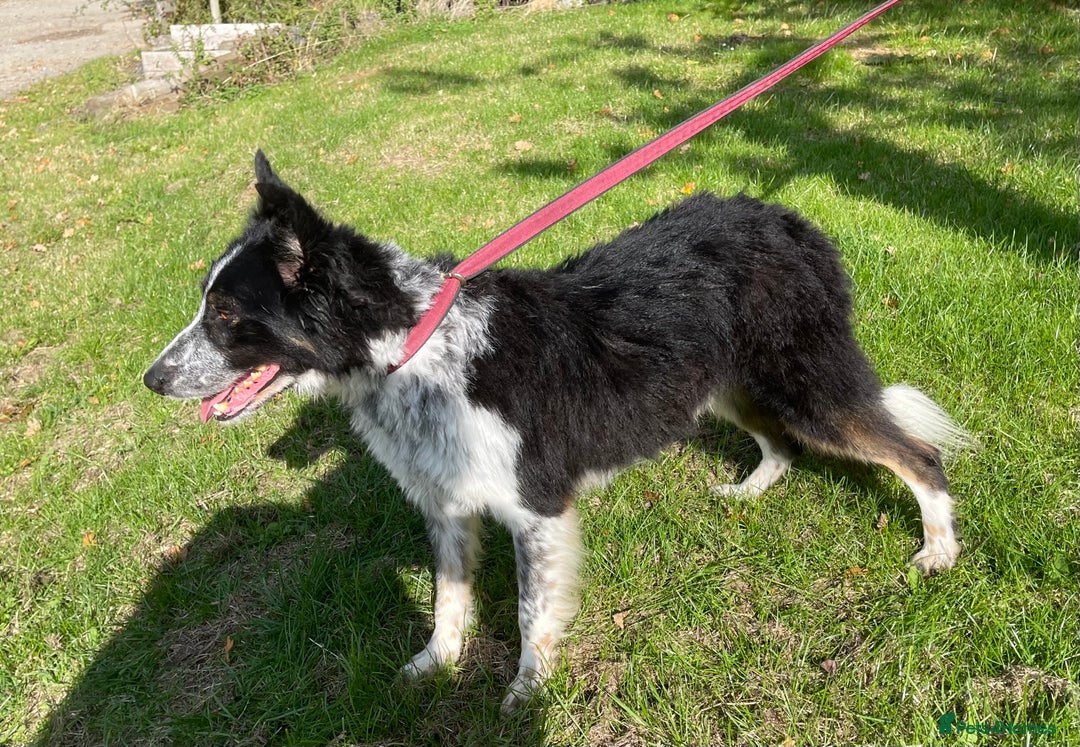Border Collie dogs for sale: Gorgeous boy Jock  - Image 3