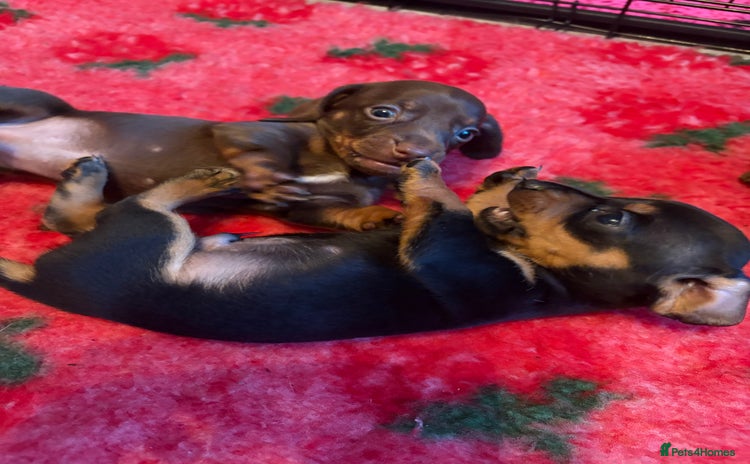 Dachshund dogs - Advert 10