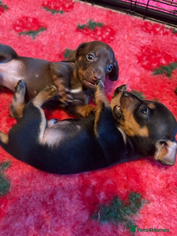 Dachshund dogs - Advert 3