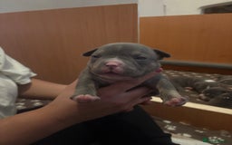 American Bully dogs for sale: American pocket bully tri pups - Image 19