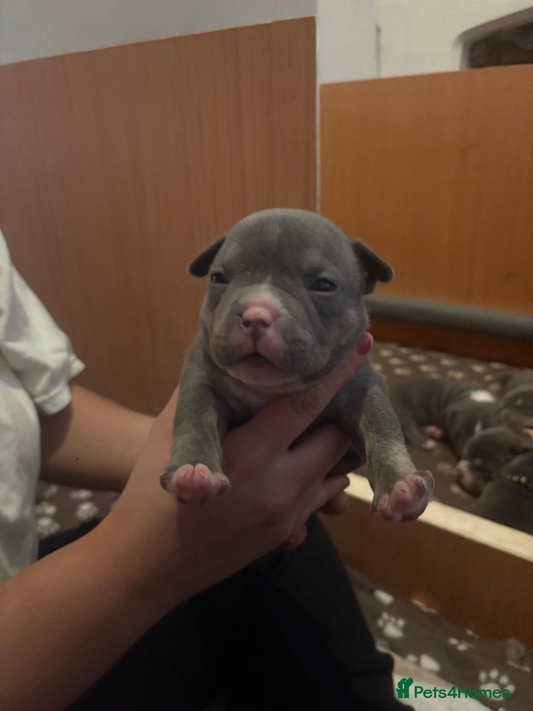 American Bully dogs for sale: American pocket bully tri pups - Image 19