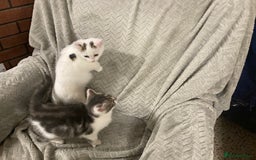 Mixed Breed cats for sale: Quiet lovely kittens - Advert 2