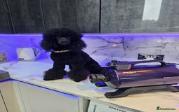 Toy Poodle dogs for stud: Toy poodle stud boy  in Blackburn - Image 23