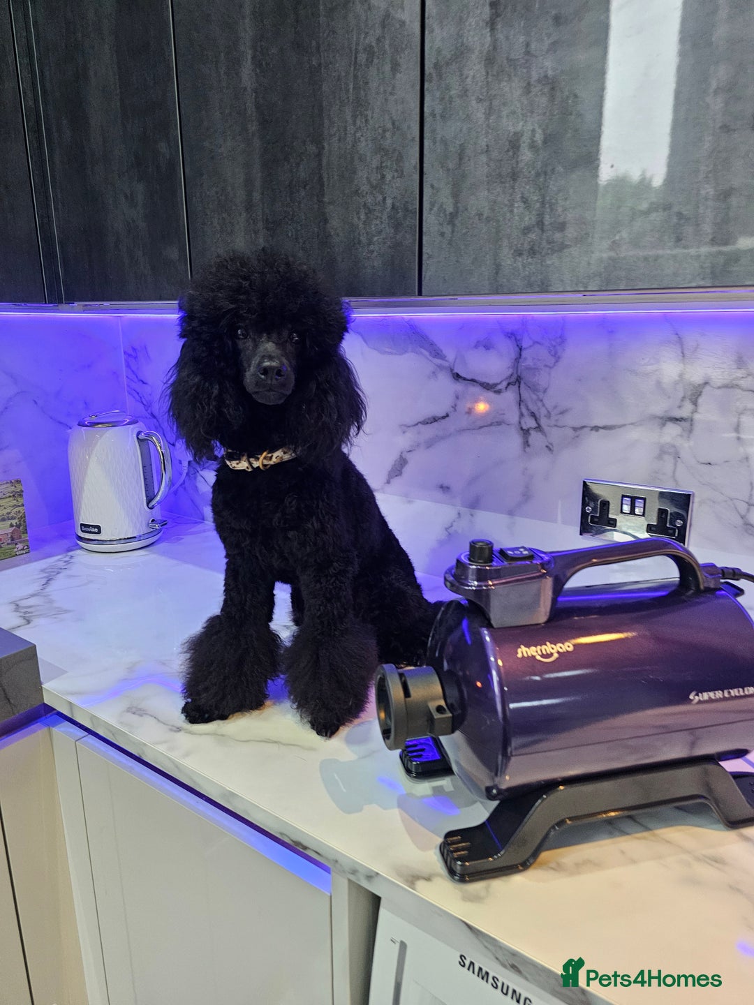 Toy Poodle dogs for stud: Toy poodle stud boy  in Blackburn - Image 23
