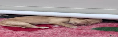 Light Pink Collar