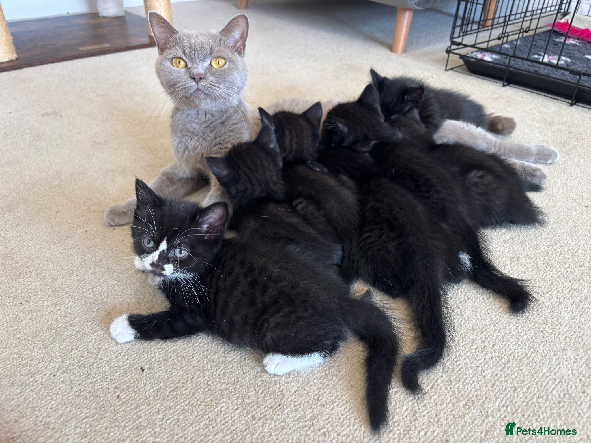 Mixed Breed cats Only 4 available kittens now half BSH  - Advert 2