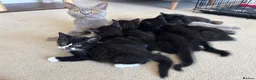 Mixed Breed cats for sale: 7 kittens black and black and white half BSH  - Advert 7