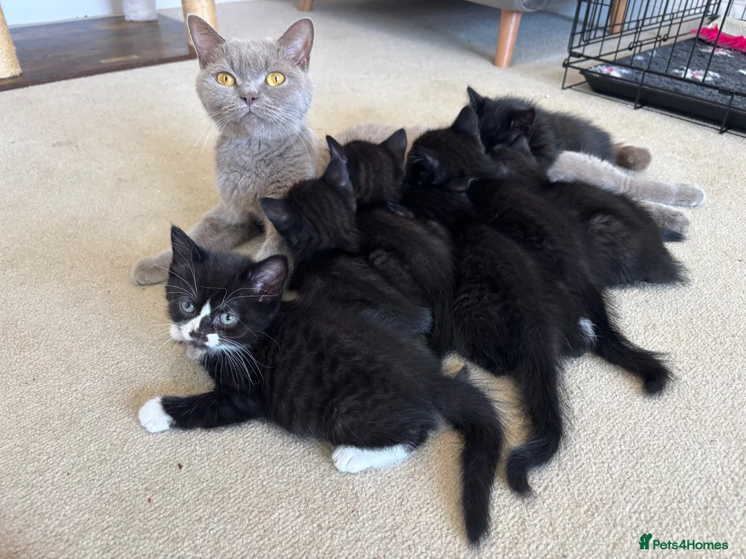 Mixed Breed cats for sale: 7 kittens black and black and white half BSH  - Advert 7