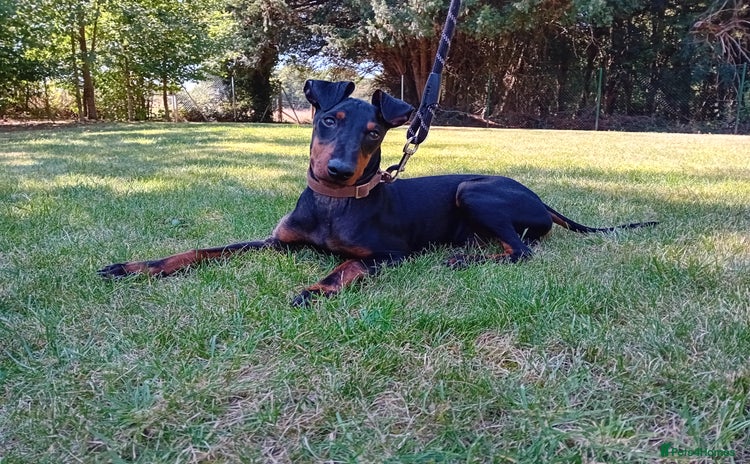 Manchester Terrier dogs - Advert 1