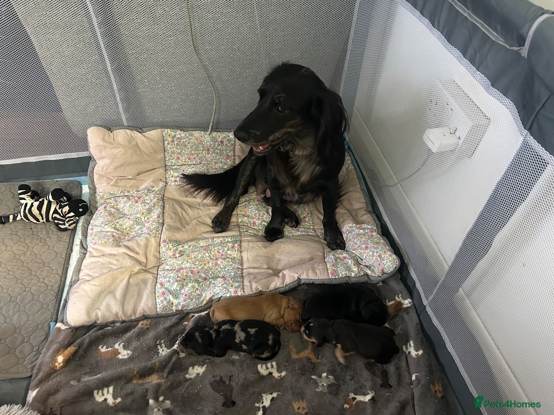 Cocker Spaniel dogs Cockerspaniel puppies 🐶 Only 2 boys to left💙 - Advert 1
