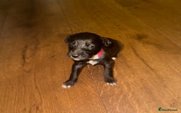 Mixed Breed dogs for sale: Stunning F1 Beddy Whippet Pups — Hearts Will Melt - Advert 22