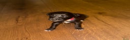 Mixed Breed dogs for sale: Stunning F1 Beddy Whippet Pups — Hearts Will Melt - Advert 22