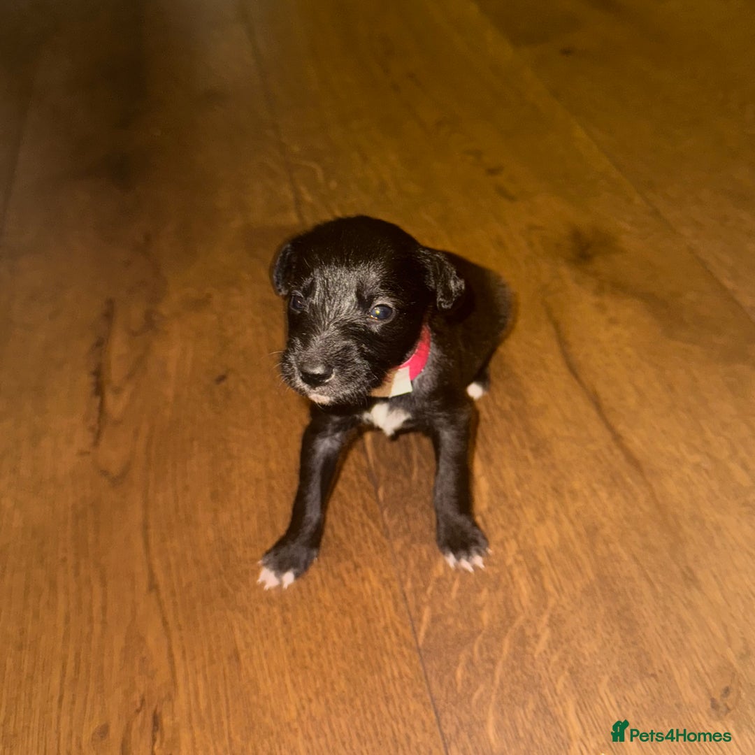 Mixed Breed dogs for sale: Stunning F1 Beddy Whippet Pups — Hearts Will Melt - Advert 22