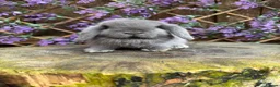 Mini Lop rabbits for sale: Mini lop siblings Ready now  - Advert 18