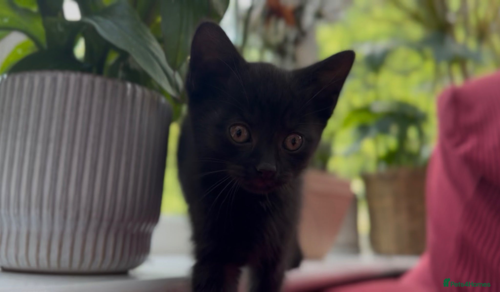 Mixed Breed cats Stunning Sheba female kitten - Advert 18