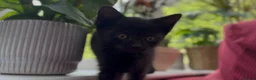 Mixed Breed cats for sale: Stunning Sheba female kitten - Advert 4