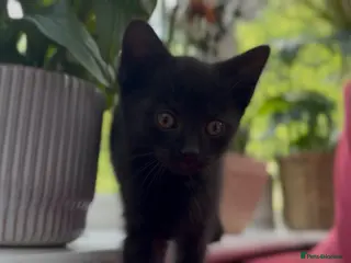 Mixed Breed cats Stunning Sheba female kitten - Advert 18