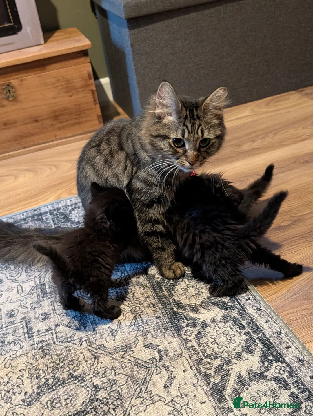 Mixed Breed cats for sale: Fluffy Kittens (Tabby & Black) - Advert 8