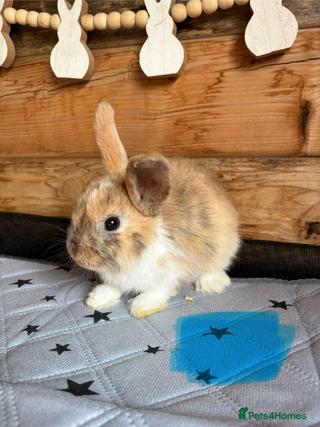 Mixed Breed rabbits for sale: 2 baby bunnies ready for new homes - Image 4