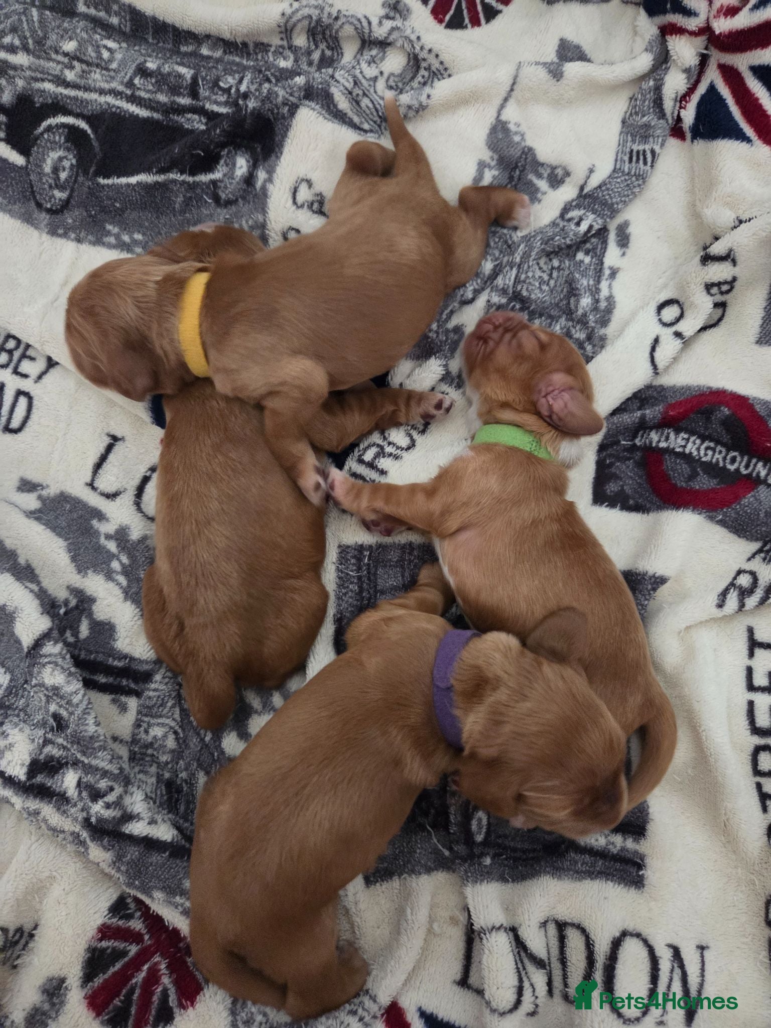 Cocker Spaniel dogs RKC SHOW COCKER SPANIEL PUPPIES EXTENSIVELY HEALTH - Advert 2