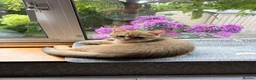 British Shorthair cats for sale: GCCF registered Golden boys  - Advert 4