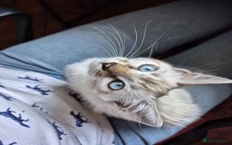 Bengal cats for sale: ONE LEFT! TICA F6 CLOUDED Rosetted bengal kittens  - Image 1