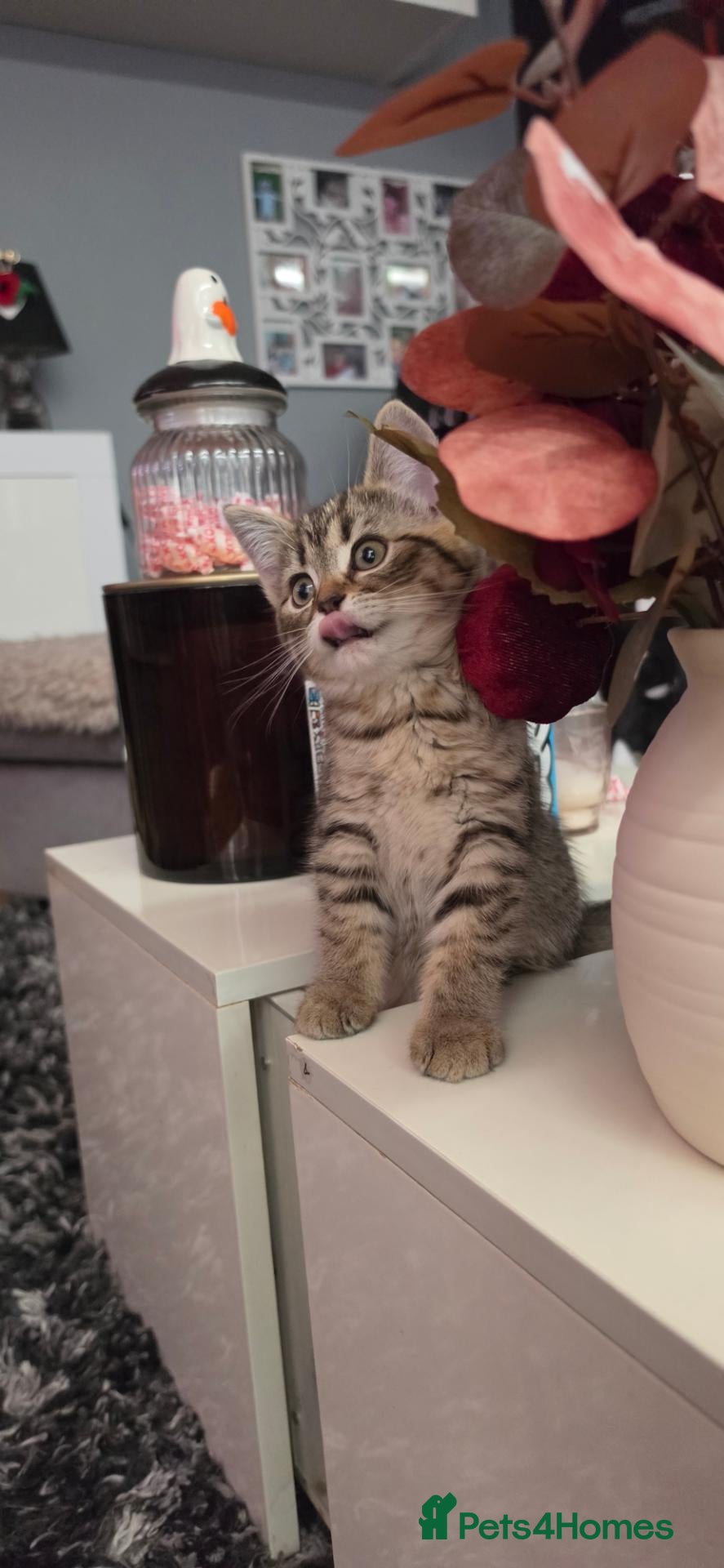 Mixed Breed cats Ragdoll x scottish straight - Advert 18