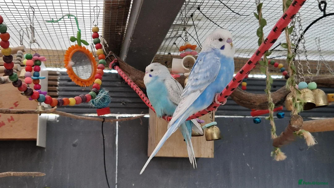 Budgerigars birds for sale: 2x blue budgies available  - Advert 8