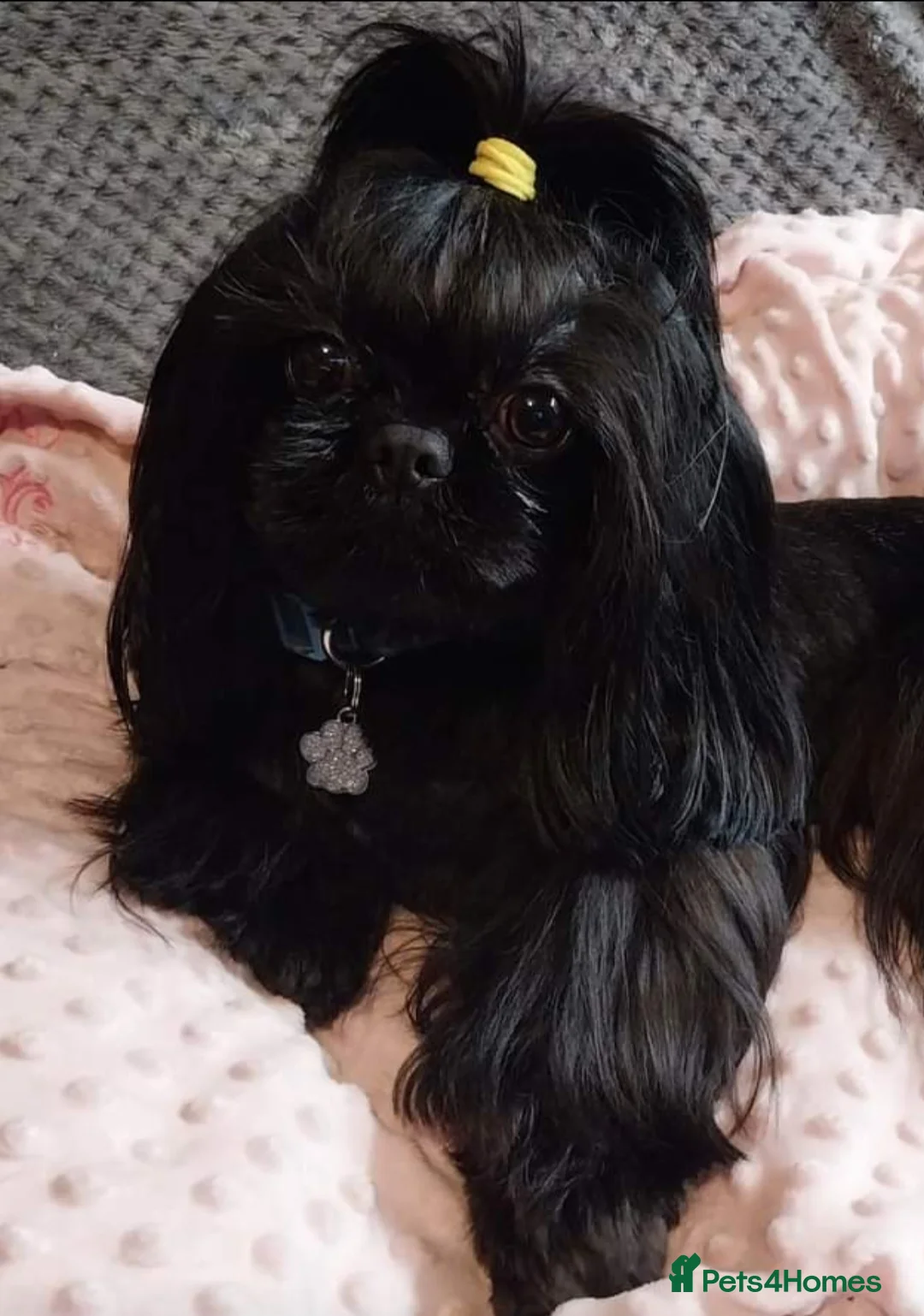 Shih Tzu dogs for stud: Stunning imperial shih-tzu stud - Advert 2