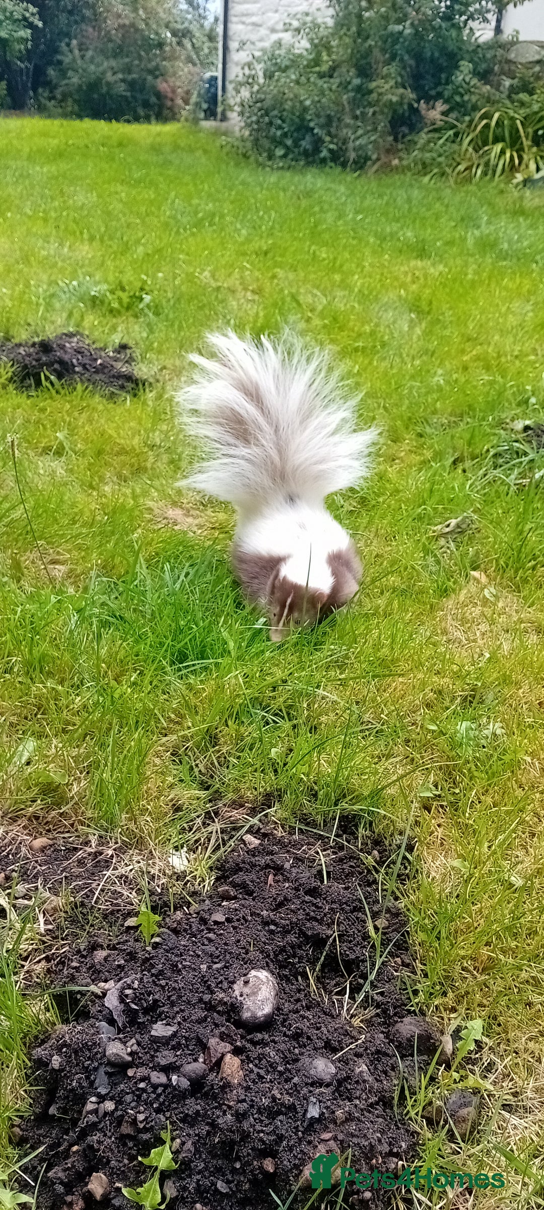 Mixed Breed rodents for sale: Skunk  - Advert 6