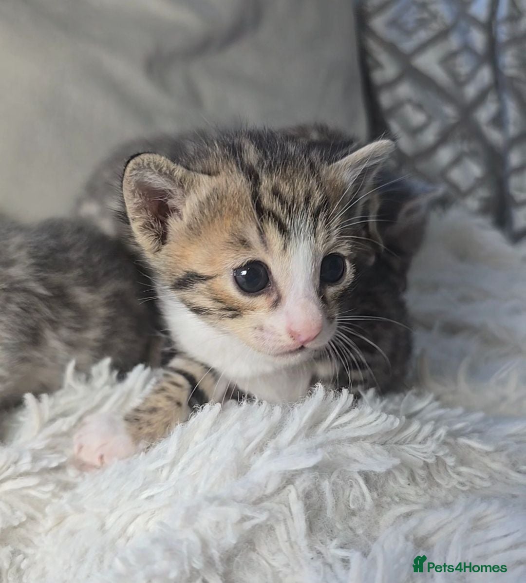 Bengal cats Savannah x bengal ONE MALE LEFT - Advert 1