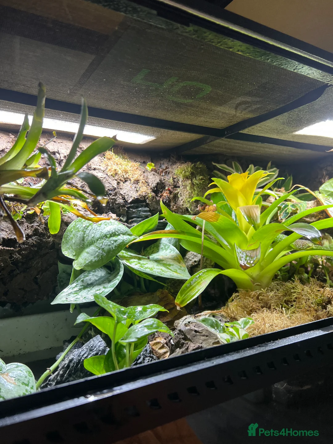 Skink reptiles for sale: Breeding pair of red eye crocodile skinks - Advert 11