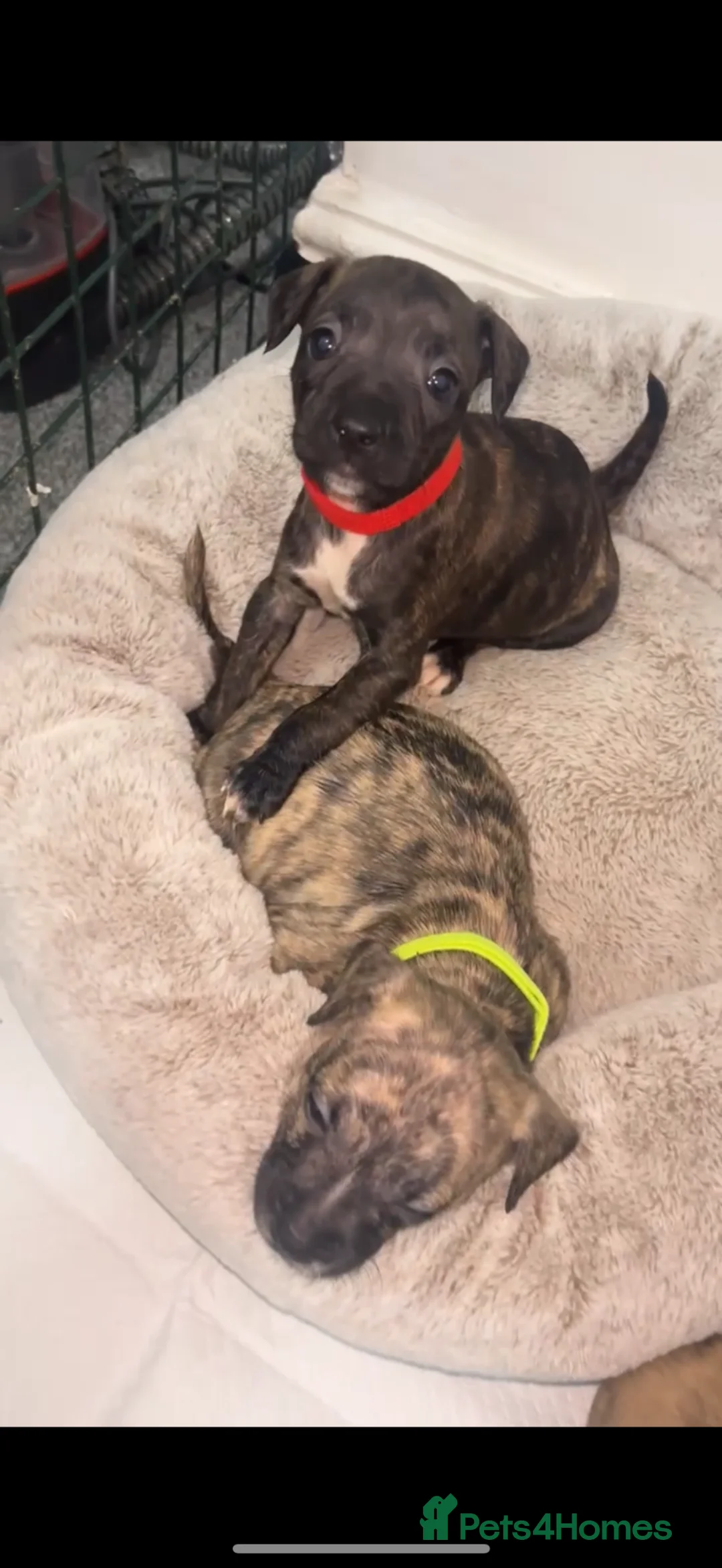 Mixed Breed dogs for sale: French bulldog mix  - Advert 2