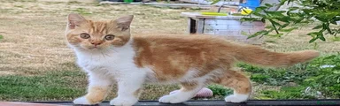 Red Bi-colour Male 2