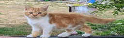 British Shorthair cats for sale: Gccf reg British Shorthair - Ready Now - Advert 6