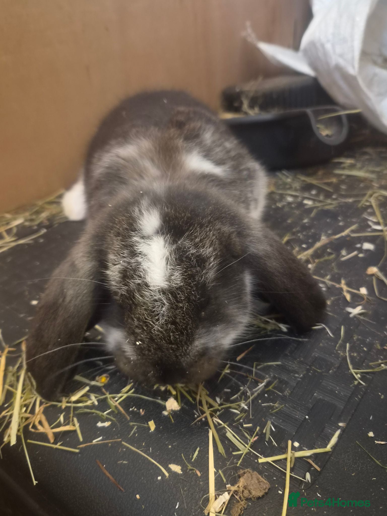 French Lop rabbits 🐰💙 TWO BEAUTIFUL MALE GIANT FRENCH LOPS 💙🐰 - Advert 2
