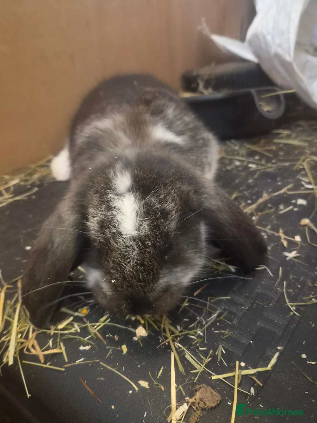 French Lop rabbits for sale: 🐰💙 TWO BEAUTIFUL MALE GIANT FRENCH LOPS 💙🐰 - Advert 1