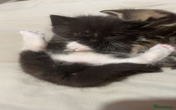 Mixed Breed cats for sale: 3 Male kittens  - Image 12