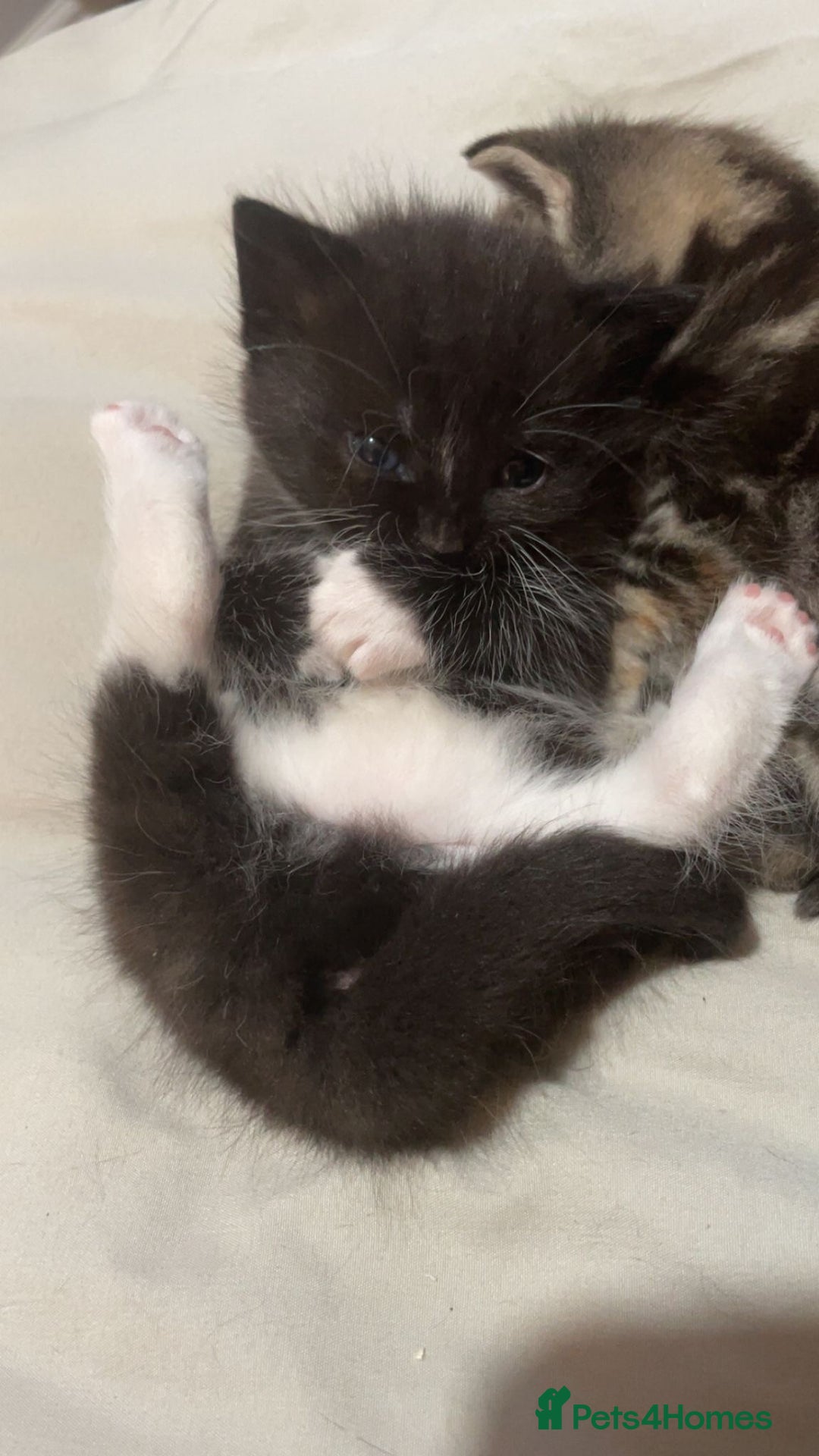 Mixed Breed cats for sale: 3 Male kittens  - Image 12