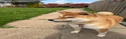 Japanese Shiba Inu dogs for sale: Beautiful Japanese Shiba Inu Girl  - Advert 1