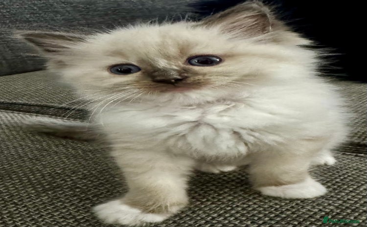 Ragdoll cats - Advert 7