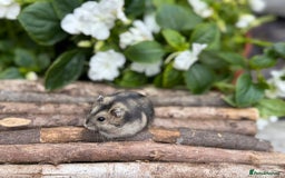 Hamster rodents for sale: Beautiful baby hamsters. Russian Dwarf and Syrian - Image 10