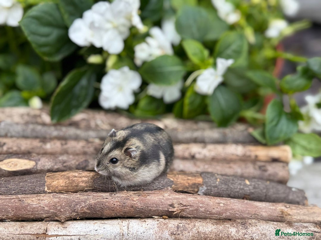Hamster rodents for sale: Beautiful baby hamsters. Russian Dwarf and Syrian - Image 10